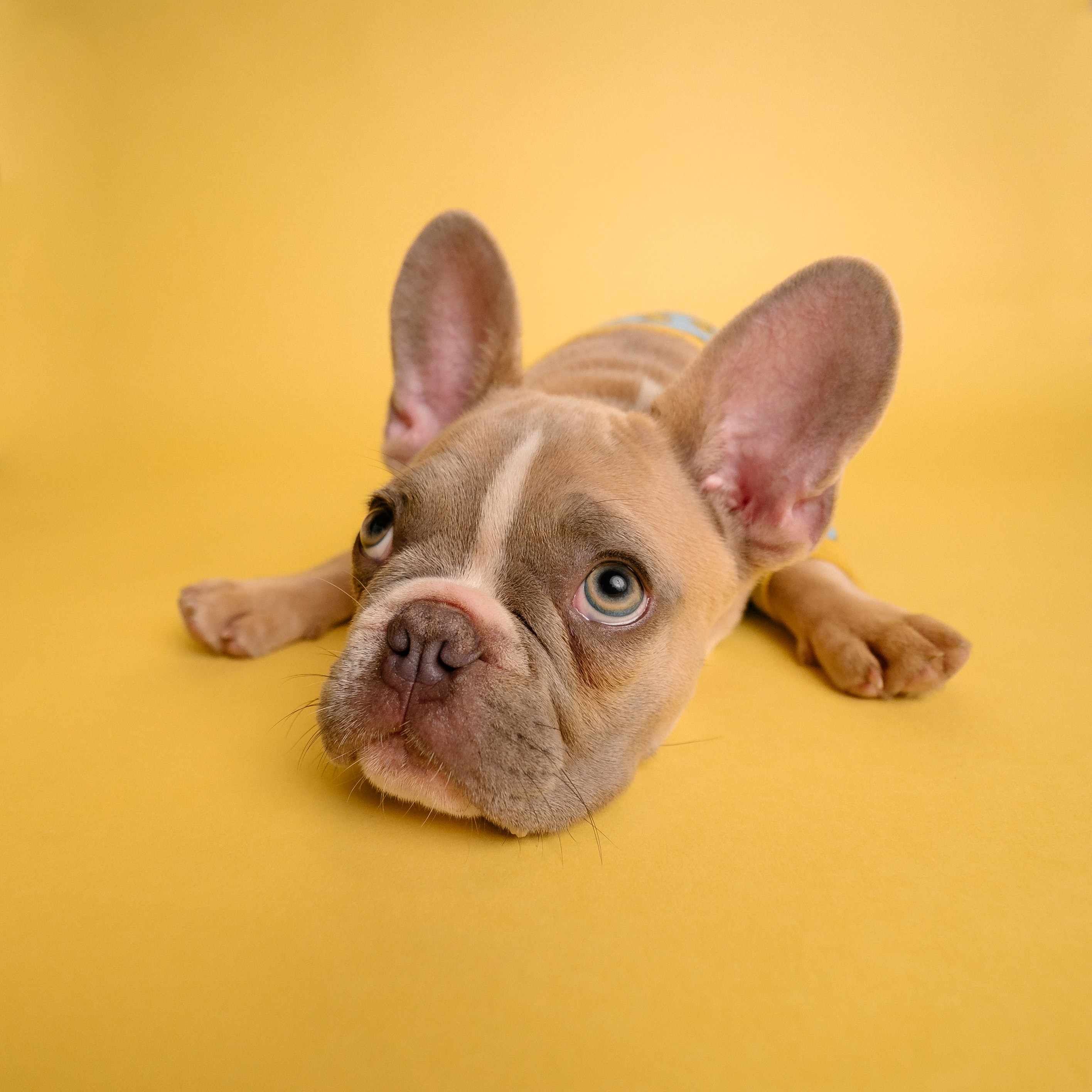 A puppy with a pleading expression